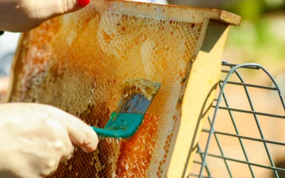 Cera de Abeja: un ingrediente versátil para cosmética, alimentos y farmacéutica
