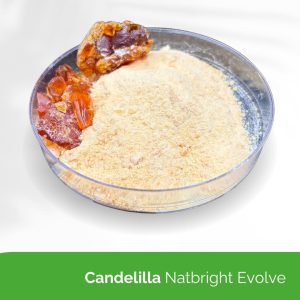 Candelilla Natbright Evolve