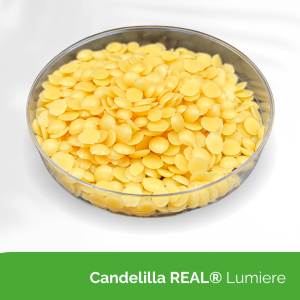 Candelilla REAL® Lumiere 7822