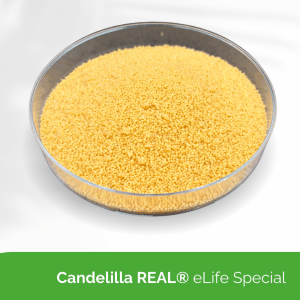 Candelilla REAL® eLife Special