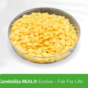 Candelilla REAL® Evolve – Fair For Life