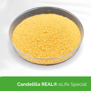 Candelilla REAL® eLife Special