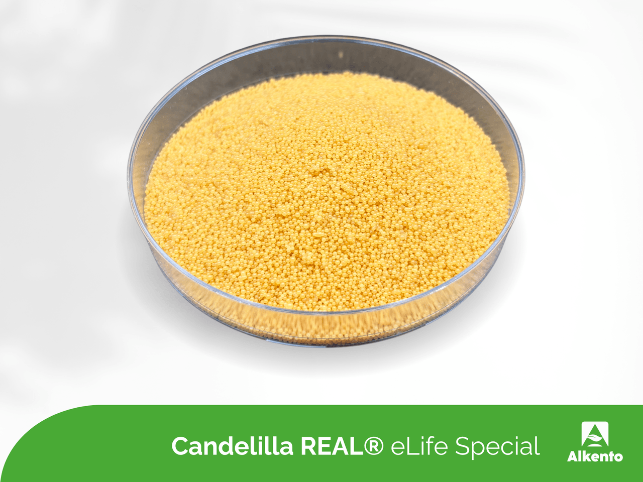 Candelilla REAL® eLife Special